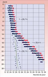 Rythmes circadiens en conditions de libre cours. - crédits : Encyclopædia Universalis France