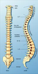 Colonne vertébrale humaine - crédits : Encyclopædia Universalis France