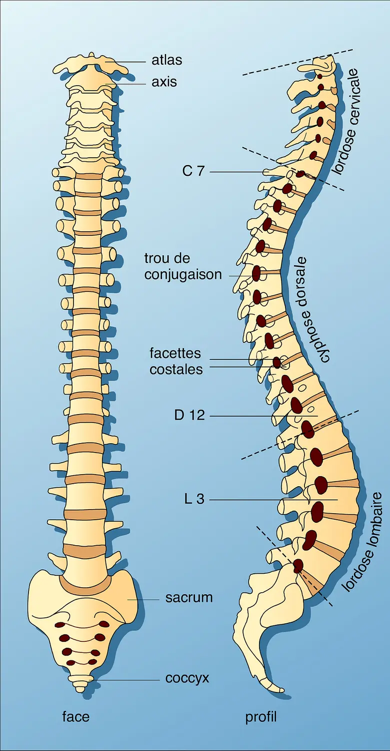 Colonne vertébrale humaine