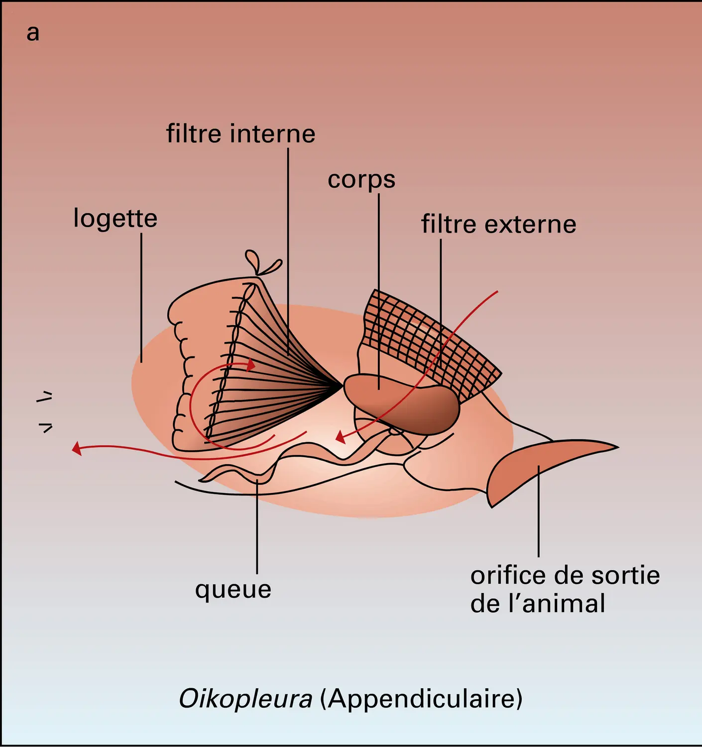 Oikopleura et Calanus : collecte de la nourriture - vue 1