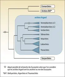 Diversité des archées Asgard - crédits : Encyclopædia Universalis France