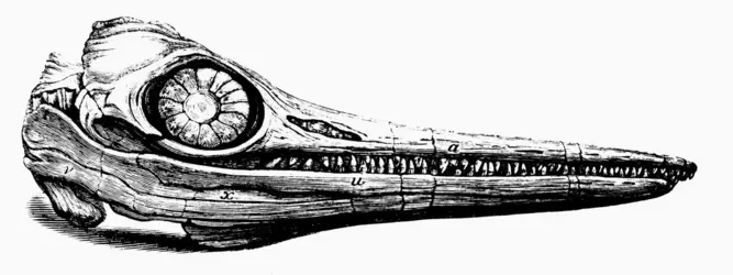 Représentation du crâne de l’ichthyosaure découvert par Joseph Anning - crédits : Coll. Eric Buffetaut