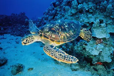 Tortue verte - crédits : Mike Severns/ The Image Bank/ Getty Images
