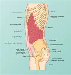 Paroi abdominale : profil - crédits : Encyclopædia Universalis France