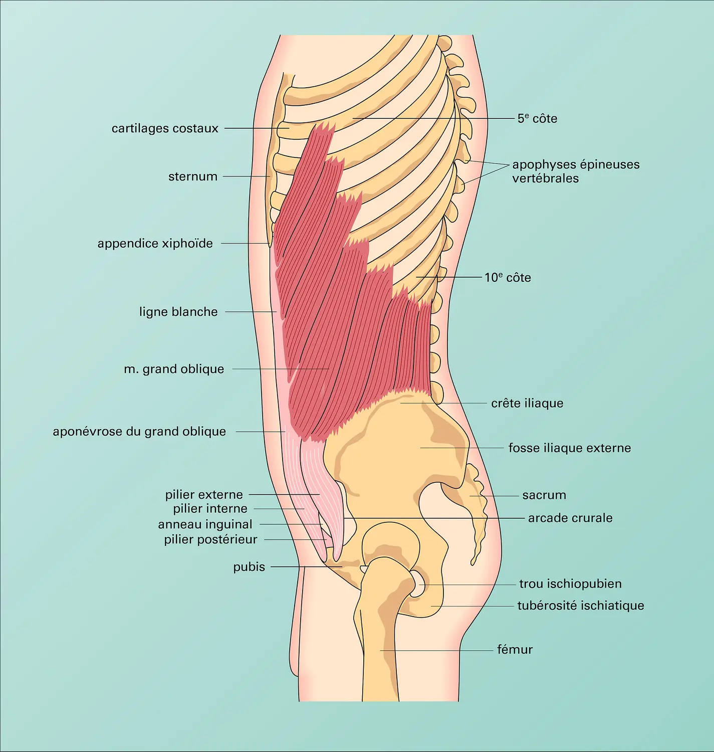 Paroi abdominale : profil