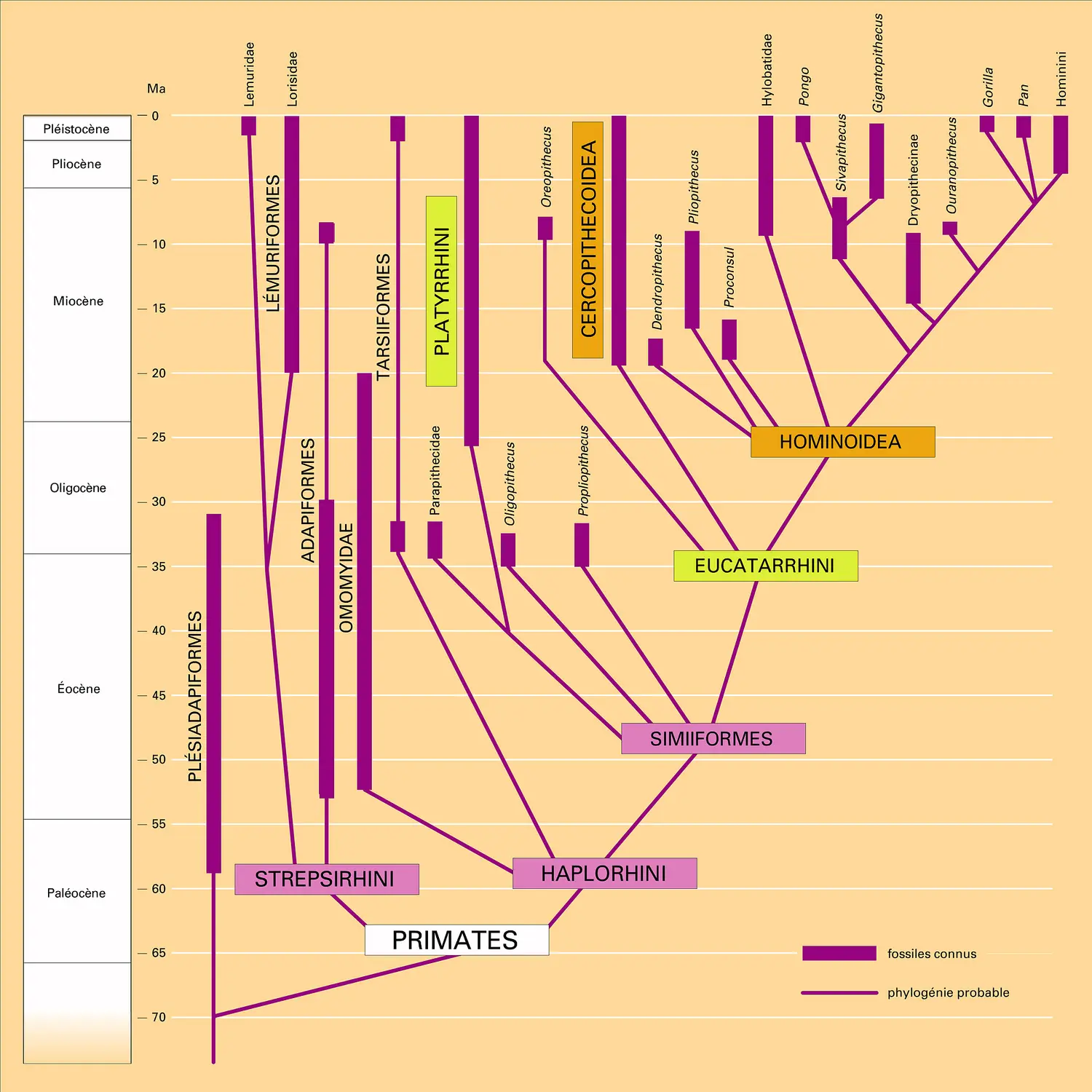 Phylogénie simplifiée des primates