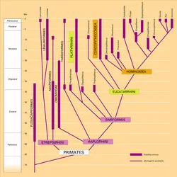 Phylogénie simplifiée des primates - crédits : Encyclopædia Universalis France