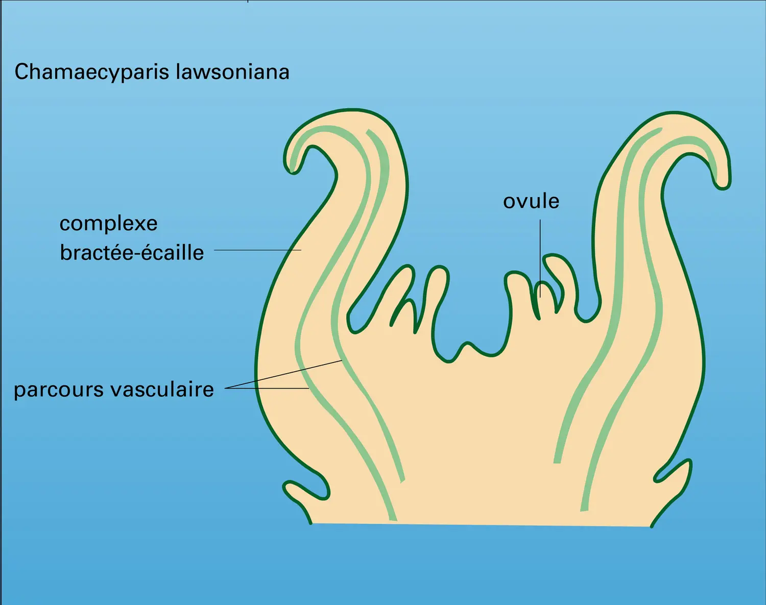 Structure du cône femelle - vue 4