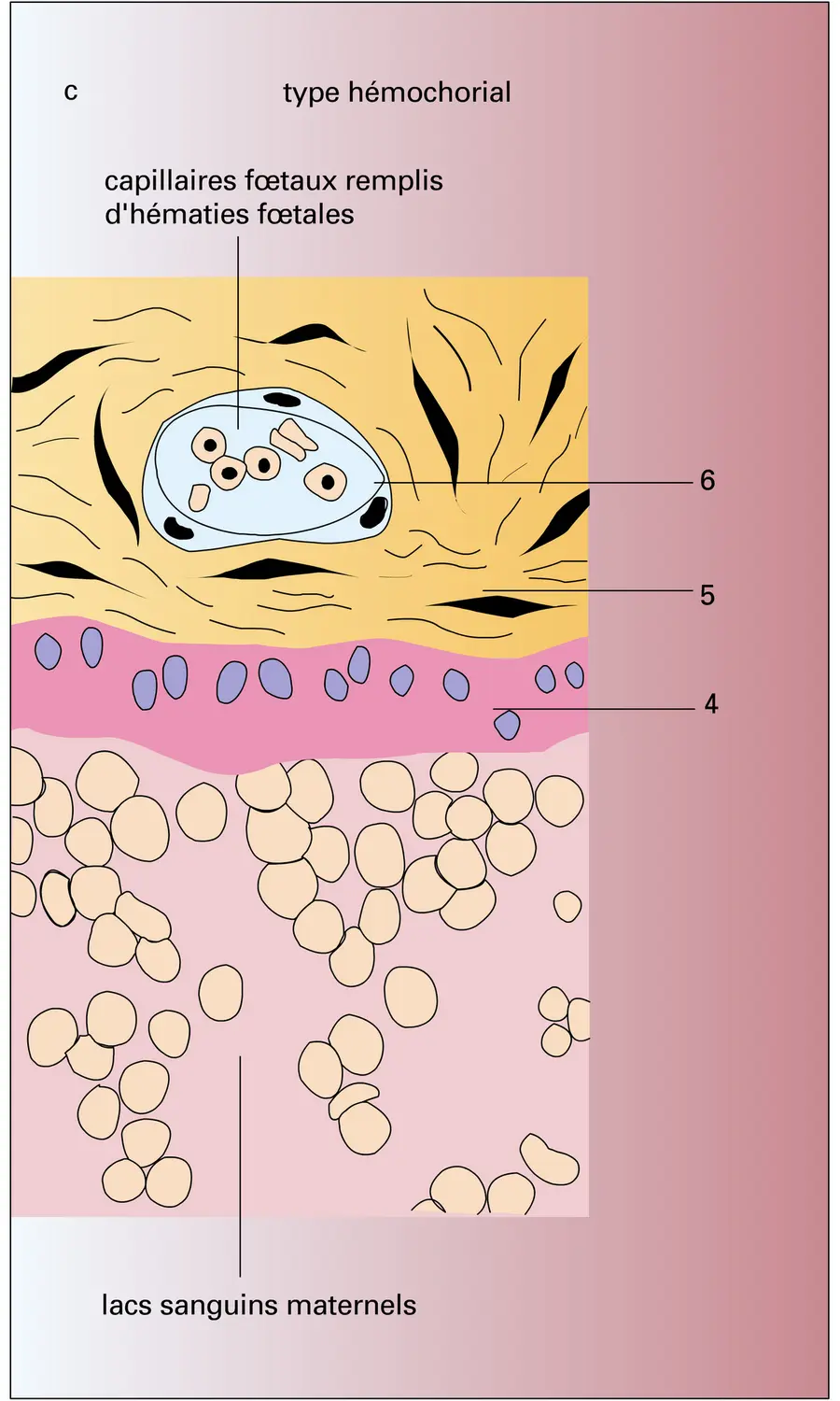 Membrane placentaire - vue 3