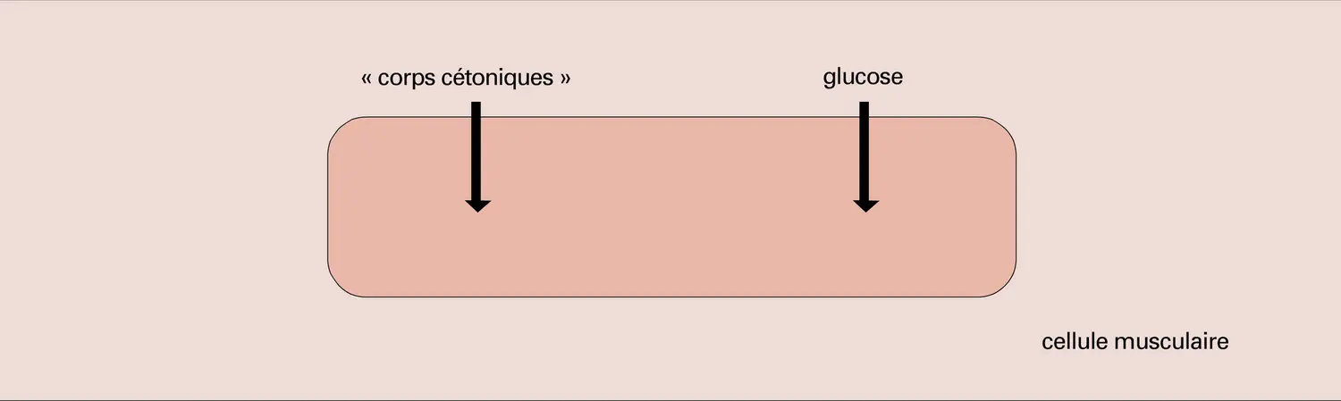 Métabolisme et flux chimiques - vue 2