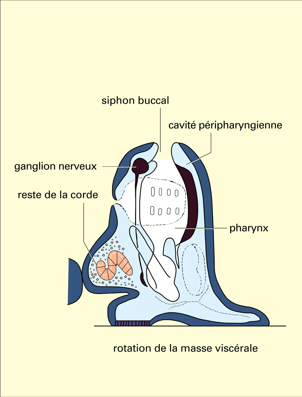 Ascidie : larve et métamorphose - vue 3