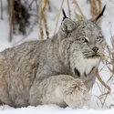 Lynx du Canada - crédits : Sylvain Cordier/ Gamma-Rapho/ Getty Images