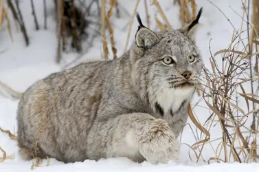 Lynx du Canada - crédits : Sylvain Cordier/ Gamma-Rapho/ Getty Images