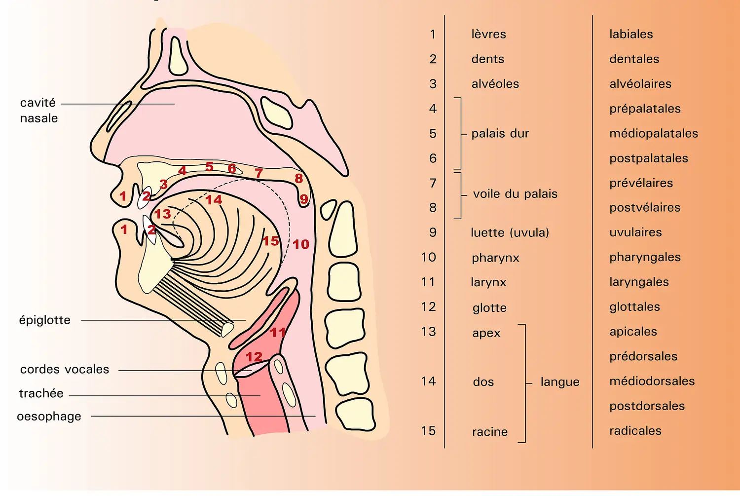 Organes de la parole