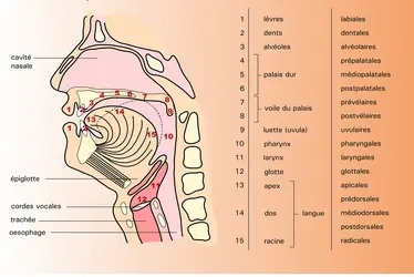 Organes de la parole - crédits : Encyclopædia Universalis France