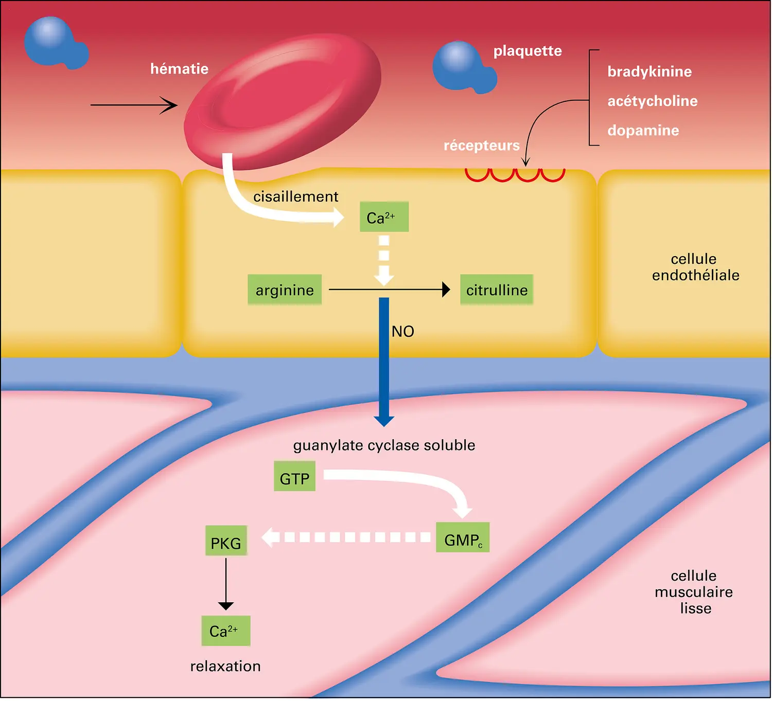 Signalisation intracellulaire dans le processus de vasodilatation