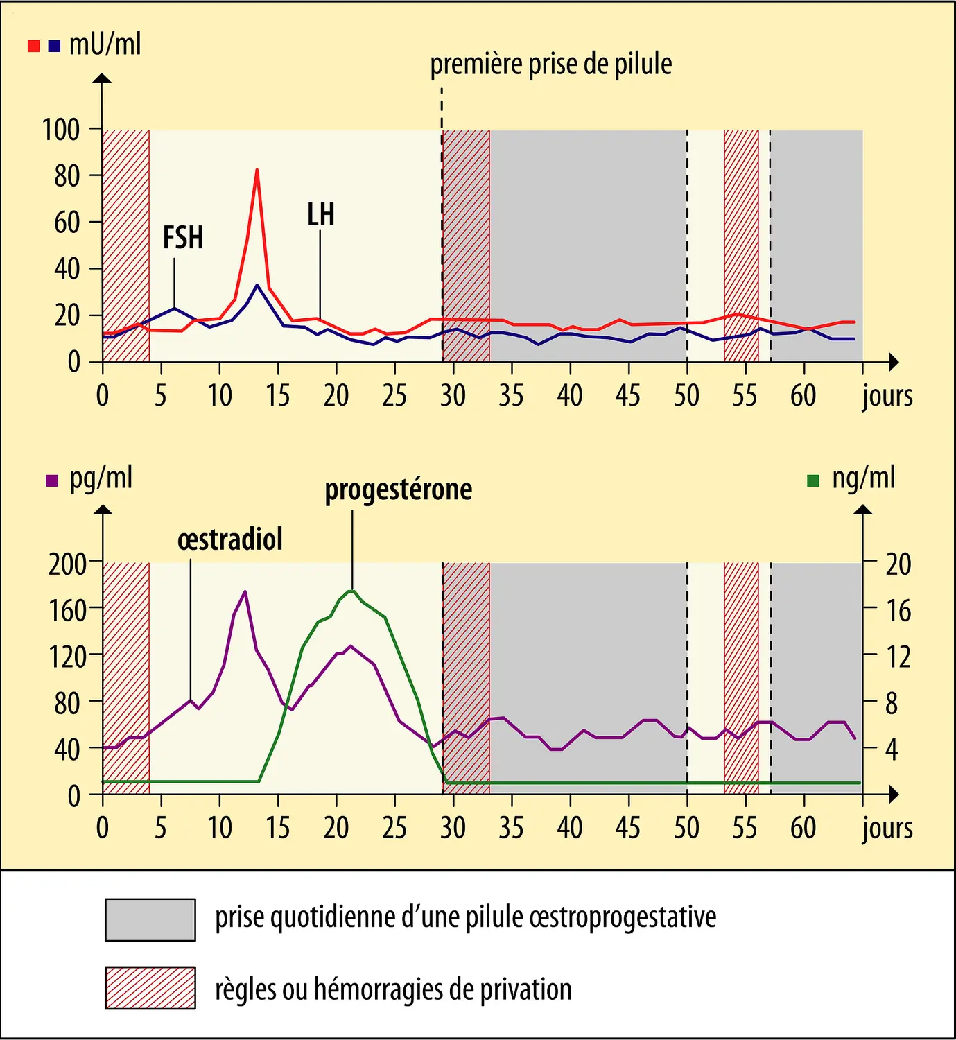 Les hormones du cycle menstruel sous pilule œstroprogestative