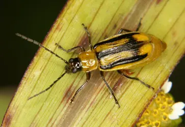 Chrysomèle, insecte ravageur du maïs
 - crédits : J. Němec/ D.R.