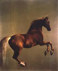 <it>Whistlejacket </it>de George Stubbs - crédits :  Bridgeman Images 