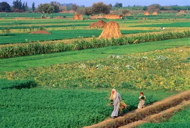 Agriculture dans le delta du Nil - crédits : James Strachan/ Getty Images