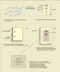 Hybridation moléculaire - crédits : Encyclopædia Universalis France