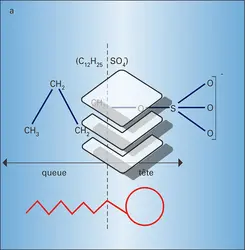 Molécule de détergent - crédits : Encyclopædia Universalis France