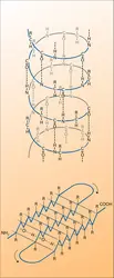 Rôle des liaisons dans la structure des protéines - crédits : Encyclopædia Universalis France