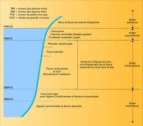 Peuplements d'une côte rocheuse en Manche - crédits : Encyclopædia Universalis France