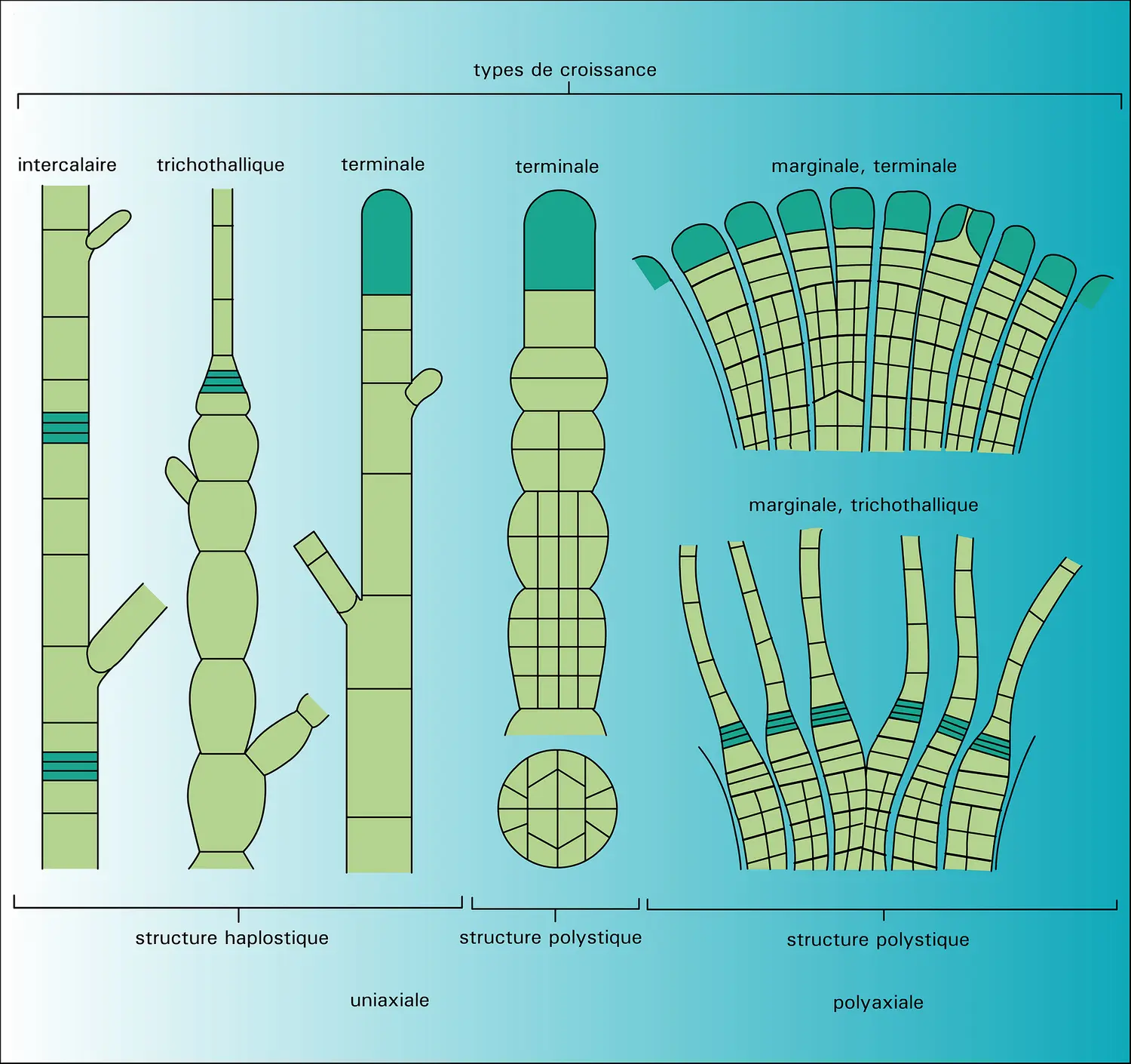 Structures et types de croissance