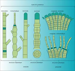 Structures et types de croissance - crédits : Encyclopædia Universalis France