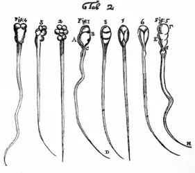 Spermatozoïdes humains et canins, A. Van Leeuwenhoek - crédits : Wellcome Collection ; CC-BY 4.0