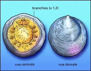 Neopilina - crédits : Encyclopædia Universalis France