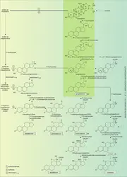 Biosynthèse des hormones stéroïdes - crédits : Encyclopædia Universalis France