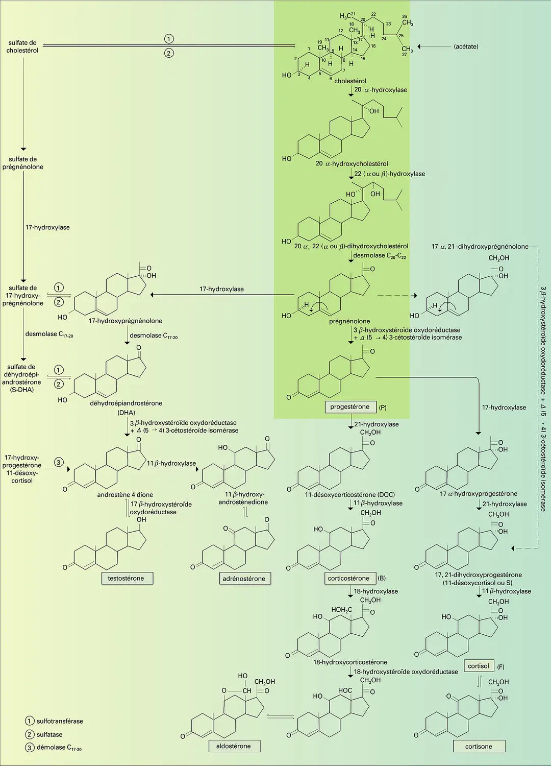 Biosynthèse des hormones stéroïdes