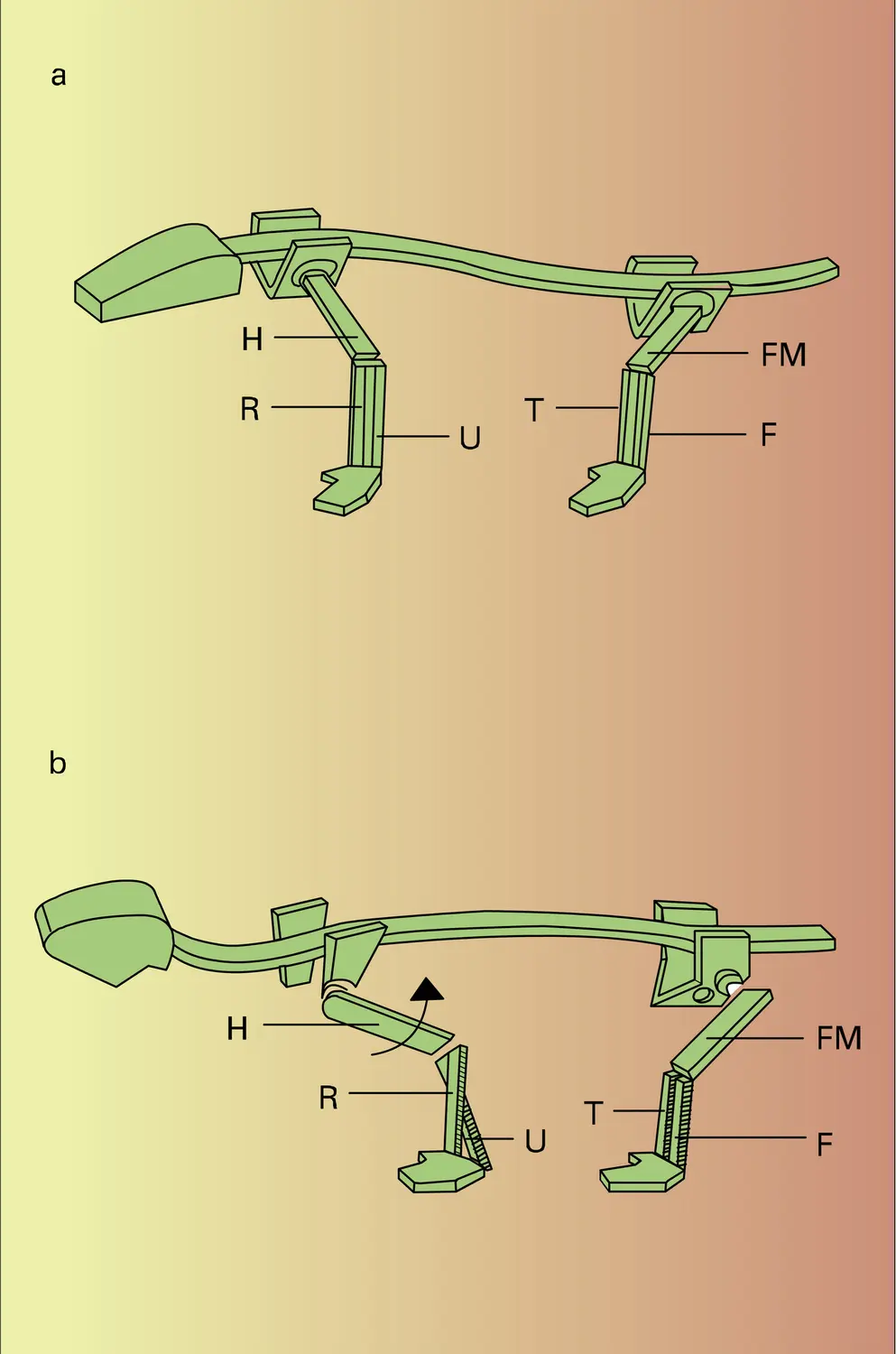 Chiridium - vue 3