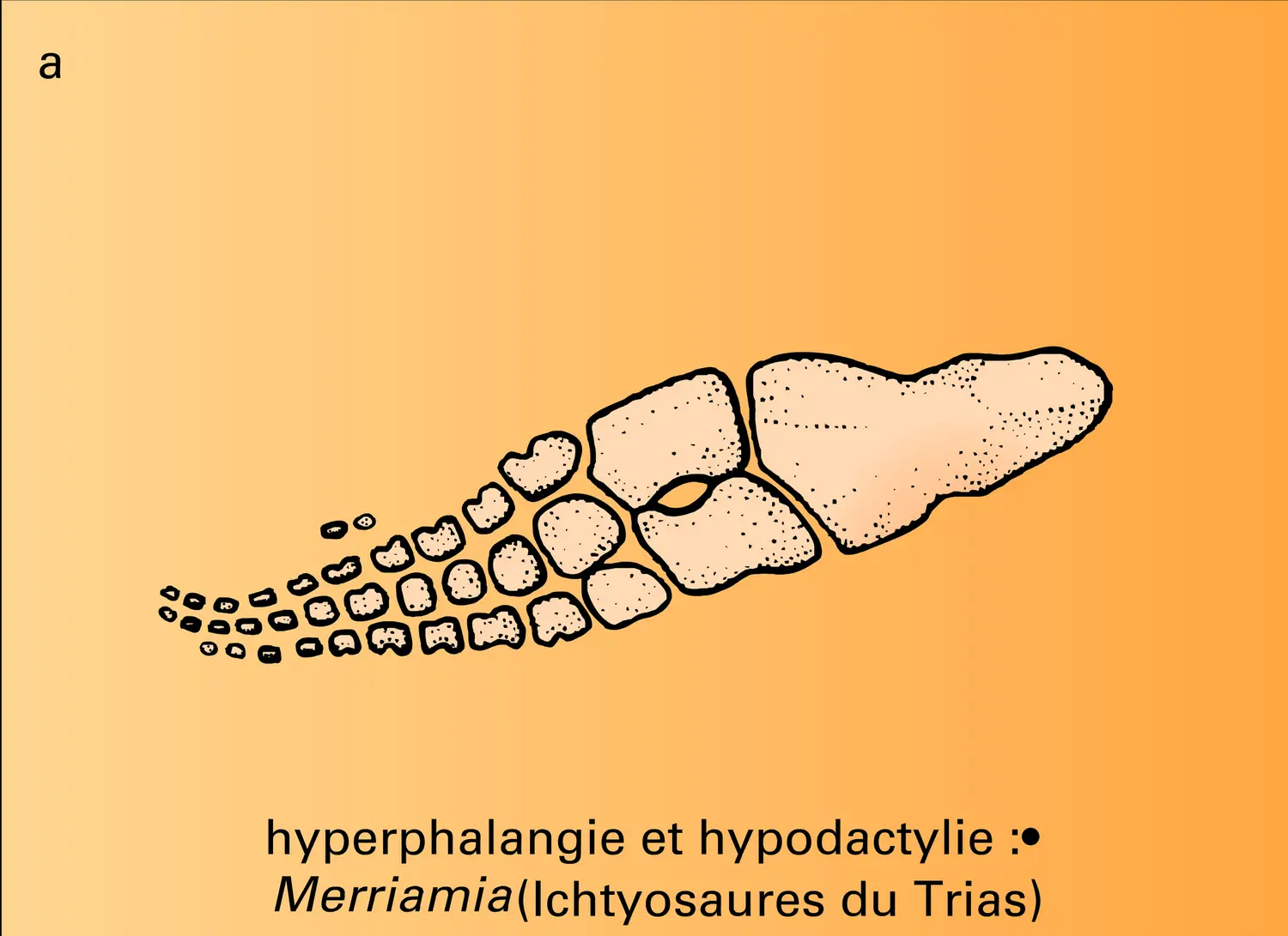 Adaptation à la nage - vue 1