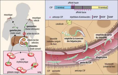 Mode d’action du vaccin contre le paludisme - crédits : Encyclopædia Universalis France