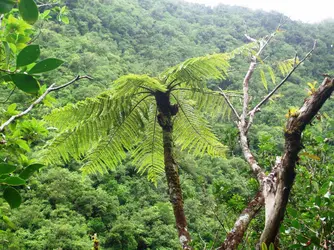 <em>Cyathea borbonica, </em>fougère arborescente - crédits : Sabine Hennequin