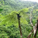 <em>Cyathea borbonica, </em>fougère arborescente - crédits : Sabine Hennequin