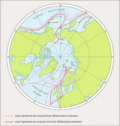 Baleinoptères - crédits : Encyclopædia Universalis France