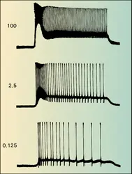 Réponse unitaire avec potentiel générateur et potentiels d'action (œil de Limulus) - crédits : Encyclopædia Universalis France