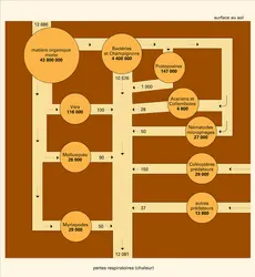 Transferts d'énergie dans un sol de prairie - crédits : Encyclopædia Universalis France