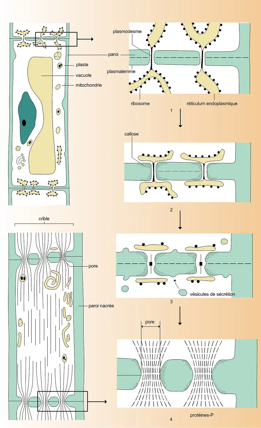 Cellule criblée et percement d'un crible