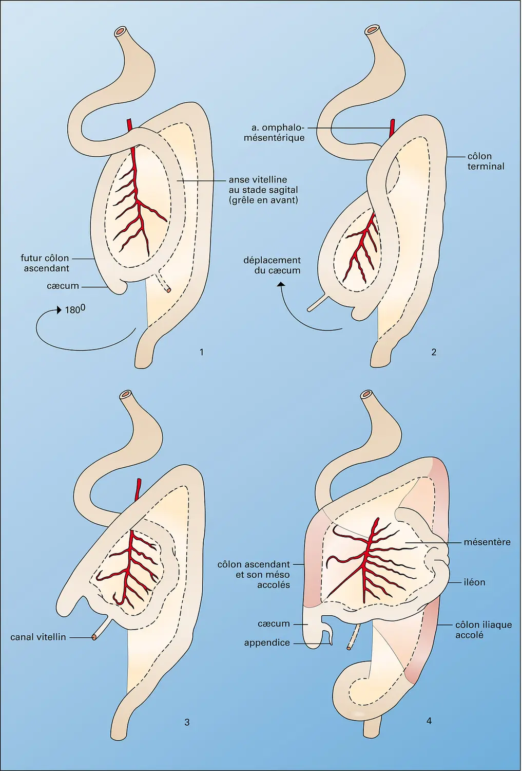 Evolution embryologique du tube digestif