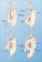 Evolution embryologique du tube digestif - crédits : Encyclopædia Universalis France