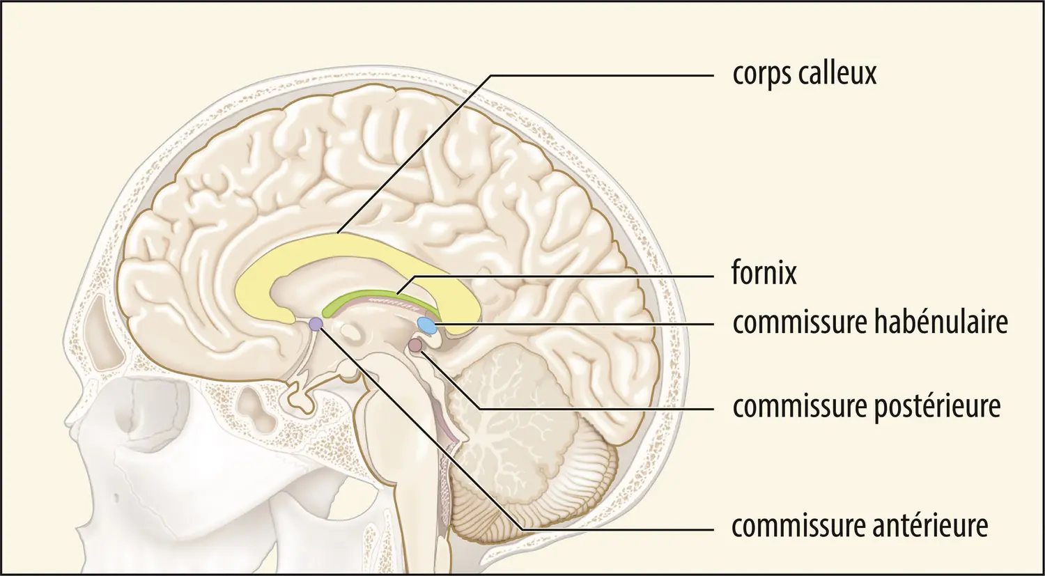 Principales commissures interhémisphériques du cerveau