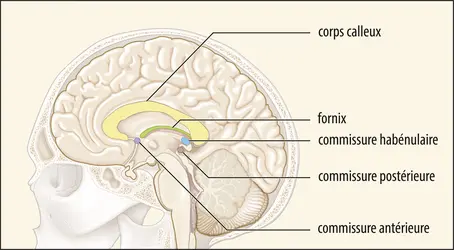 Principales commissures interhémisphériques du cerveau - crédits : Encyclopædia Universalis France