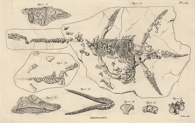 Plésiosaure - crédits : Coll. Eric Buffetaut