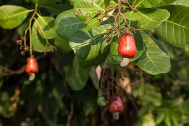 Noix de cajou - crédits : Yuttana Samol/ Shutterstock