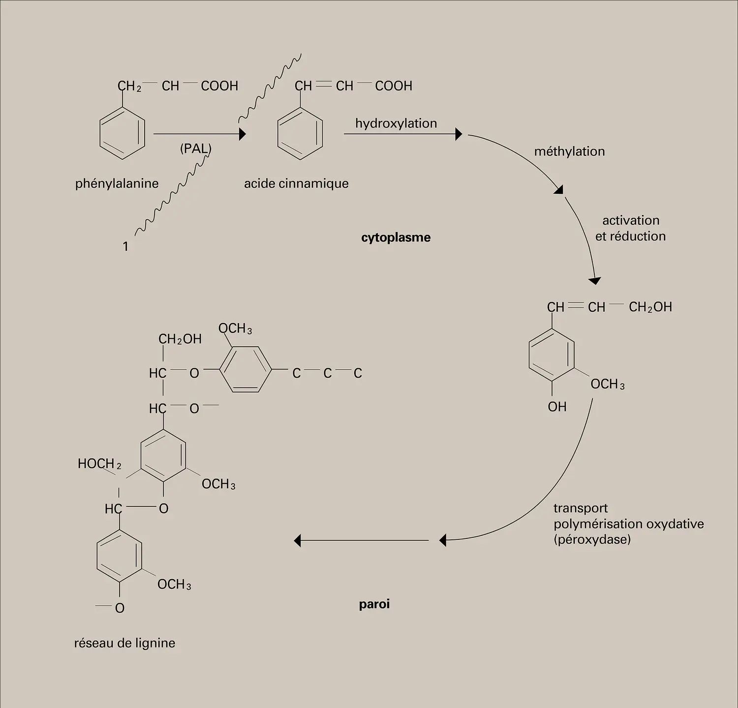 Lignine